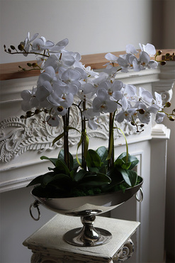 Alladino New, storczyk w pucharze, wys.68cm