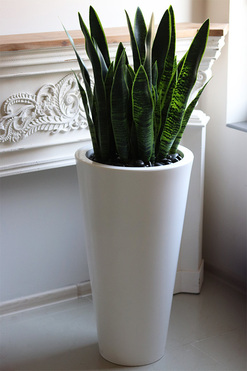 Sansewieria Della, roślina sztuczna w donicy, wys.120cm  