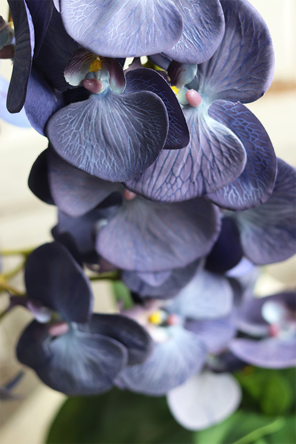 Blue Goldie, niebieski storczyk w złotym pucharze, wys.61cm 