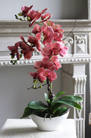 Medrano Granada, gumowy storczyk w owalnej donicy, wys.57cm  