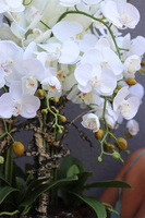 Fiberglass Black Bowl, sztuczny storczyk w czarnej donicy