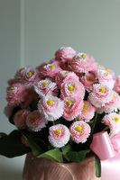 Stokrotki Pink, wiosenna kompozycja kwiatowa w doniczce