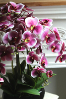 Różana Droga, gumowy różowy storczyk w czarnej donicy	