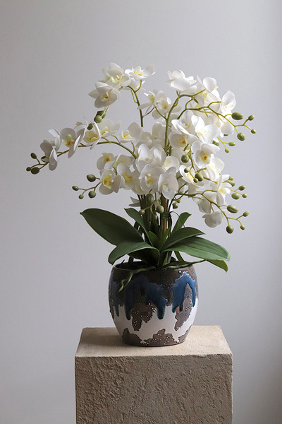 Blerana 2, stylowy storczyk w doniczce