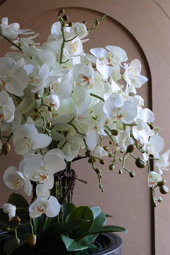 Milena Gerlida Lux, duży sztuczny storczyk w donic