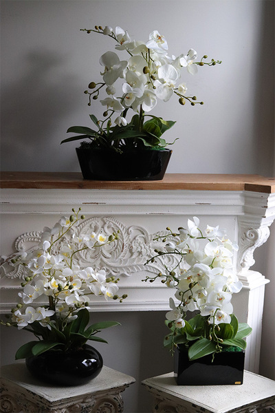 Leore Black, storczyk w czarnej donicy