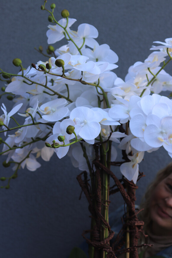 White Fiberglass Grande, duży storczyk w białej donicy