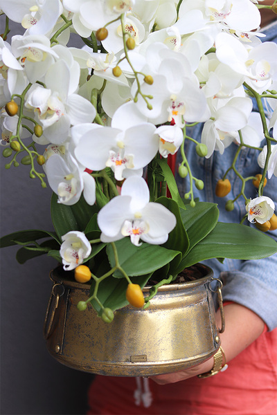 Bermudia Gold, storczyk w złotym pucharze