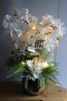 Biała Zima, elegancki storczyk zimowy