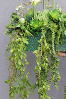 Grefire, sztuczna egzotyczna kompozycja ze zwisami, wys.70cm