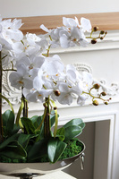 Alladino New, storczyk w pucharze