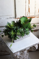 Anrato Greena, kompozycja z sukulentami w betonowej donicy, wys.28cm