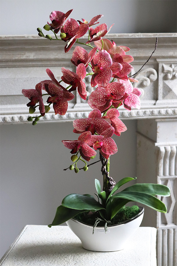 Medrano Granada, gumowy storczyk w owalnej donicy, wys.57cm  