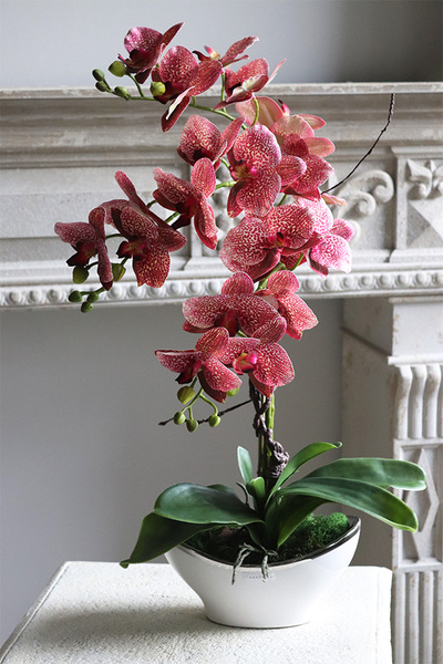 Medrano Granada, gumowy storczyk w owalnej donicy, wys.57cm  