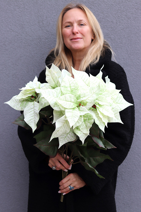 Gwiazda Betlejemska Zielono-Biała, świąteczny kwiat poinsecji