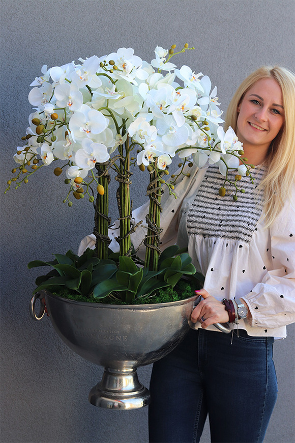 duży storczyk w eleganckim coolerze, VIP, wys.103cm