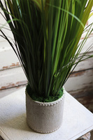 Jedylia Casa Creme, trawa z klosami w donicy od Belldeco, wys.93cm