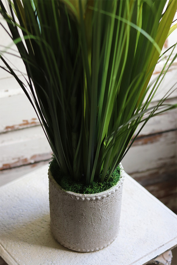 Jedylia Casa Creme, trawa z klosami w donicy od Belldeco, wys.93cm