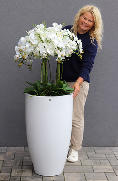 Fiberglass Grande White, storczyk XXL w białej donicy, wys.120cm