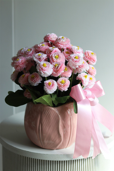 Stokrotki Pink, wiosenna kompozycja kwiatowa w doniczce