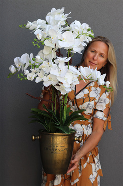 Golderisa, elegancki storczyk w złotym coolerze, wys.100cm   