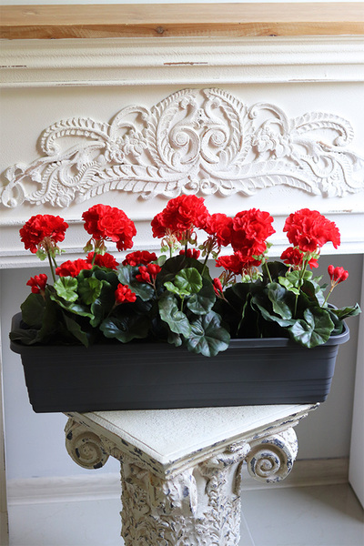 Red Flowers, kompozycja z pelargoniami