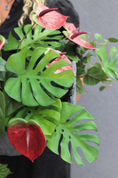 Anturium Volcan Bordo, komplet dekoracji nagrobnych