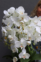 Bermudia Gold, storczyk w złotym pucharze