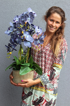 Blueda, granatowy storczyk w złotej donicy, wys.70cm