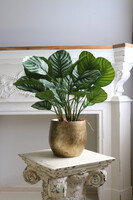 Peperomia Gold Hilton, roślina w ozdobnej donicy