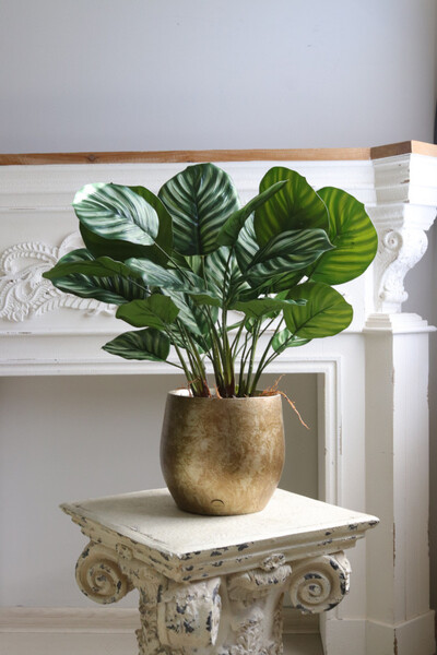 Peperomia Gold Hilton, roślina w ozdobnej donicy