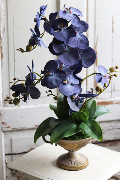 Blue Goldie, niebieski storczyk w złotym pucharze, wys.61cm 