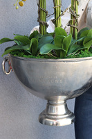 duży storczyk w eleganckim coolerze, VIP, wys.103cm