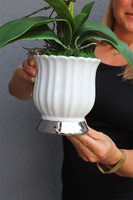 Meleusa Small, sztuczny storczyk w białej donicy, wym.60cm