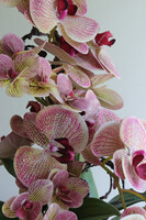 Granada Dortmund, gumowy storczyk w pucharze