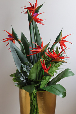 Strelicja Złota Bajka 2, egzotyczna kompozycja, wys.134cm