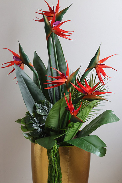 Strelicja Złota Bajka, egzotyczna kompozycja