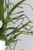 Orientana, gumowy sztuczny storczyk w ozdobnej donicy