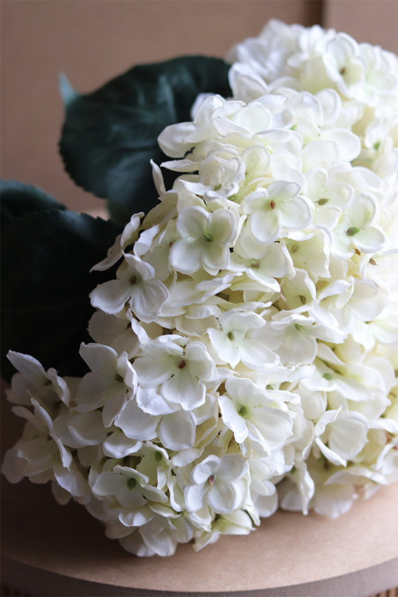 Hortensja Ecru Joline, bukiet kwiatów