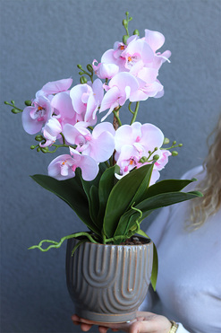 Hrena Pink, różowy storczyk w beżowej donicy, wys.45cm