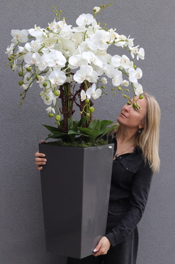 Mediolan Grey, bogaty storczyk podłogowy w donicy, wys.130cm