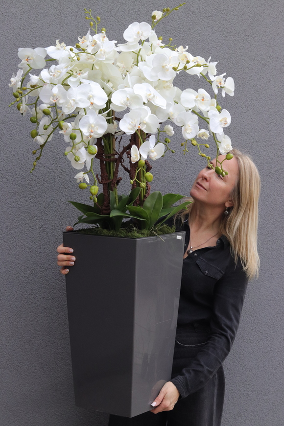 Mediolan Grey, bogaty storczyk podłogowy w donicy