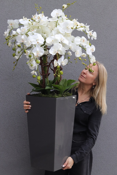 Mediolan Grey, bogaty storczyk podłogowy w donicy