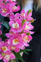 Cymbydium Róż, gałązka kwiatowa storczyk orchidea