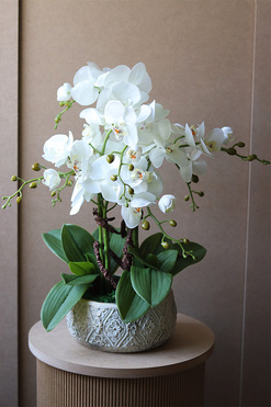 Nerulena 2, storczyk w donicy z ornamentem, wys.54cm 