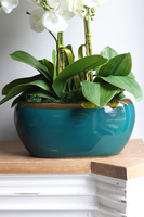 Turkusina, elegancki storczyk w zielonej donicy glamour