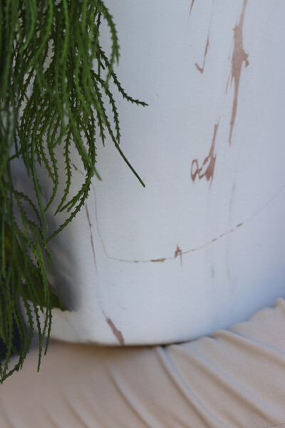 Strelicja Marmurra, kompozycja w wysokiej donicy