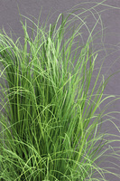 Boho Medila, wysokiej jakości sztuczna trawa w donicy