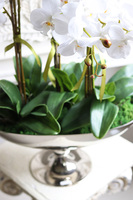 Alladino New, storczyk w pucharze