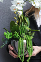 Chmielli Silver, storczyk i sukulenty w lustrzanej osłonce